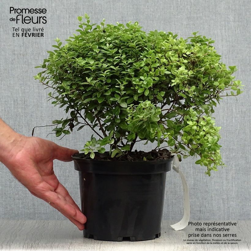 Example of Pittosporum tenuifolium Golf ball - Pittosporum à petites feuilles Pot de 2L/3L as you get in automne