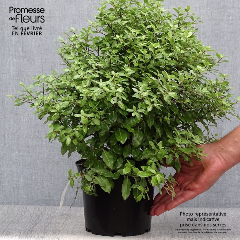 Example of Pittosporum tenuifolium Midget Pot de 2L/3L as you get in automne