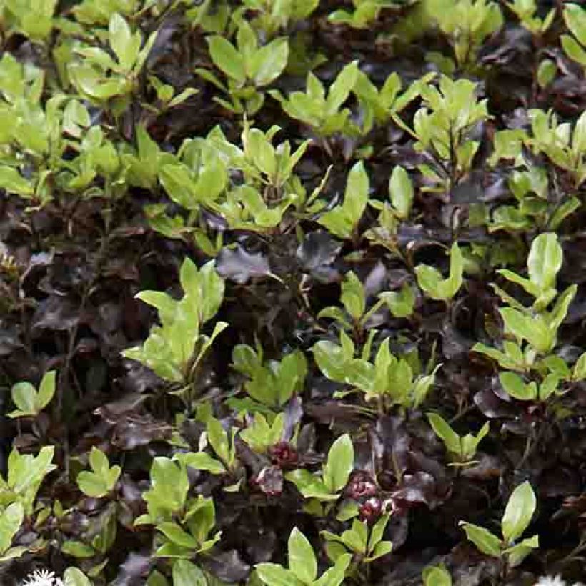 Pittosporum tenuifolium Tom Thumb - Pittosporum à petites feuilles (Foliage)
