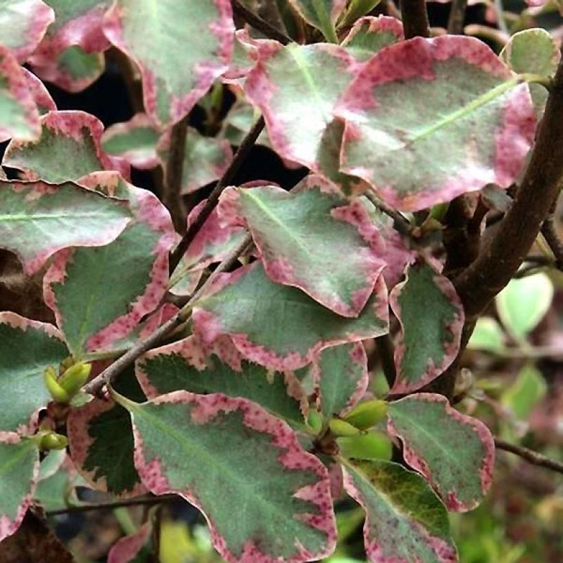 Pittosporum tenuifolium Victoria - Pittosporum à petites feuilles (Foliage)