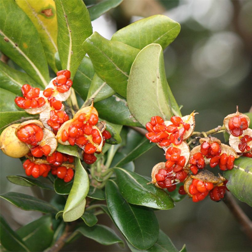 Pittosporum tobira - Pittospore du Japon (Harvest)