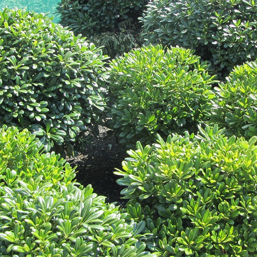 Pittosporum tobira Nanum (Plant habit)