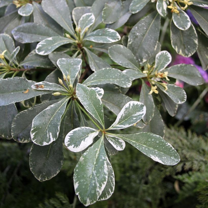 Pittosporum tobira Variegatum (Foliage)