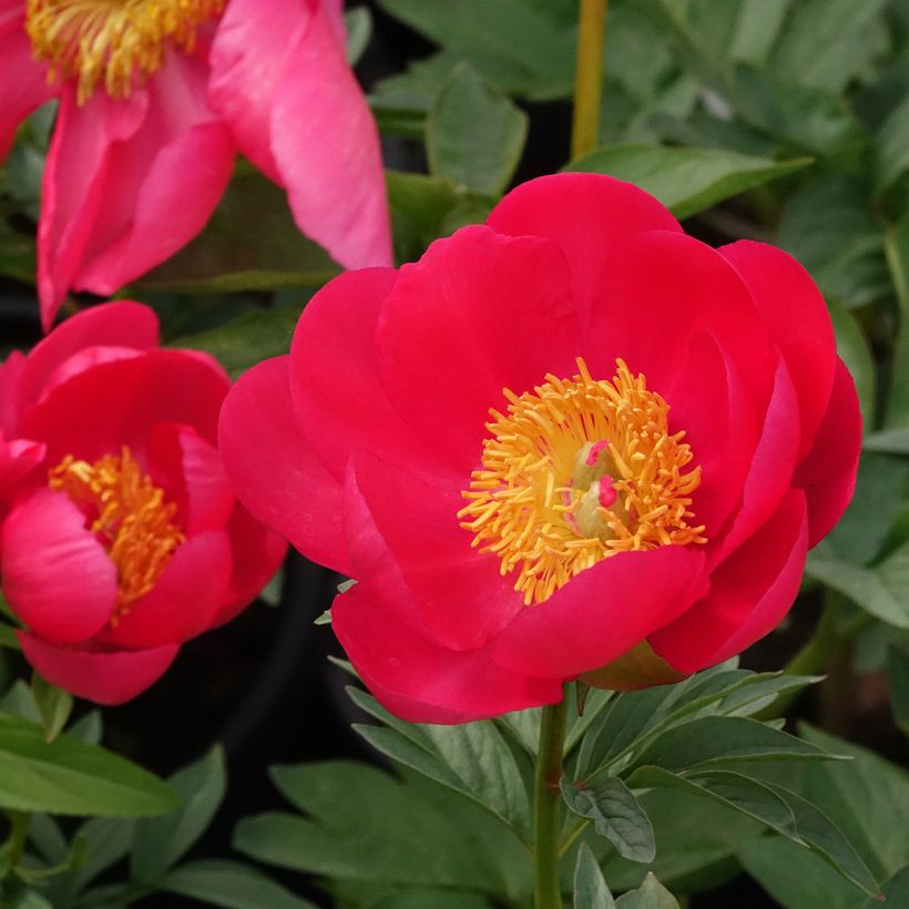 Pivoine Flame (Flowering)