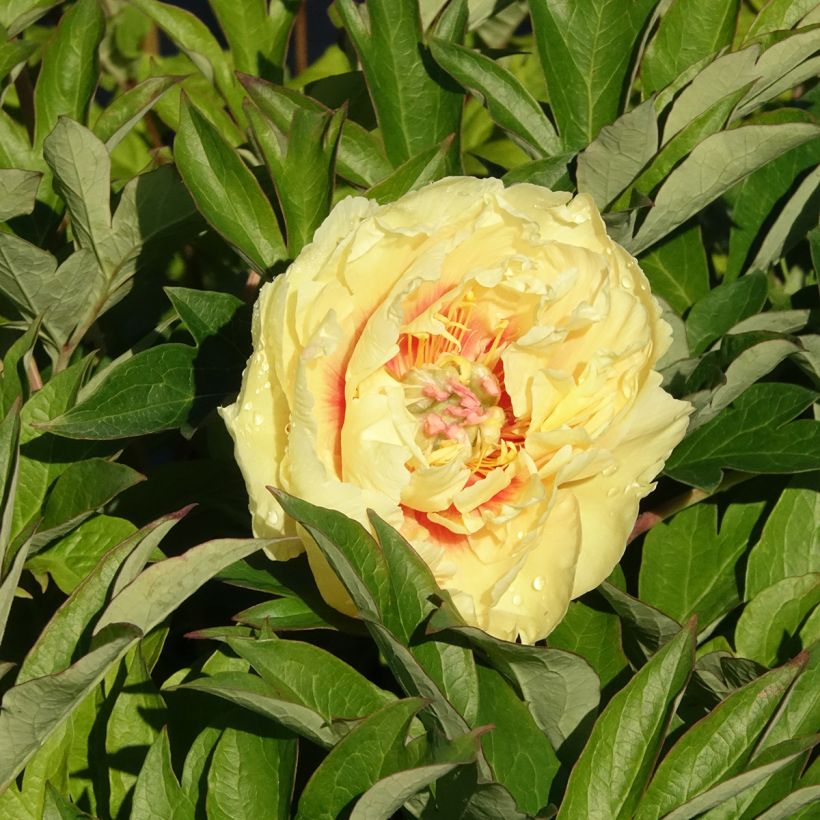 Pivoine Itoh Bartzella (Flowering)