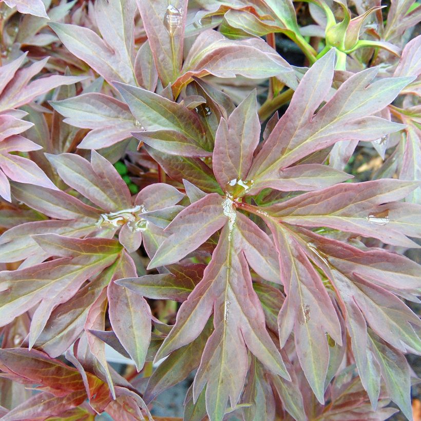 Pivoine Itoh Bartzella (Foliage)