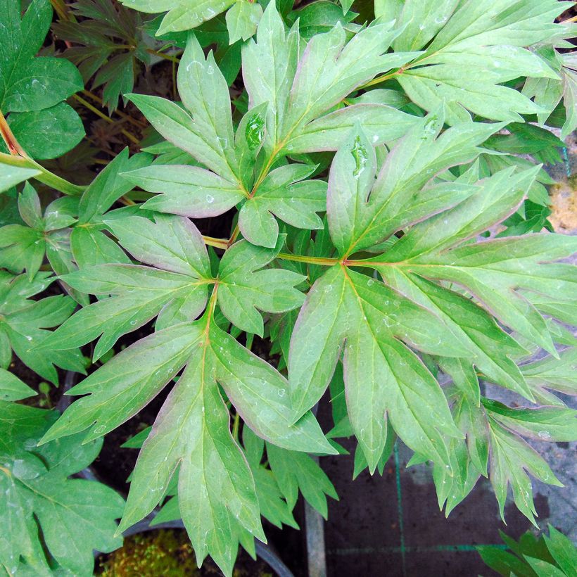 Pivoine Itoh Cora Louise (Foliage)