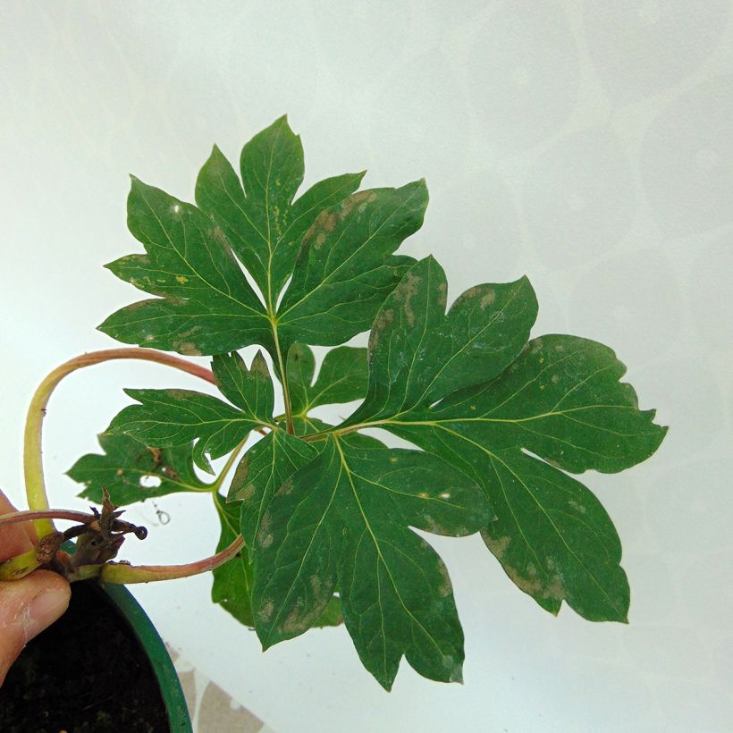 Pivoine Itoh Garden Treasure (Foliage)