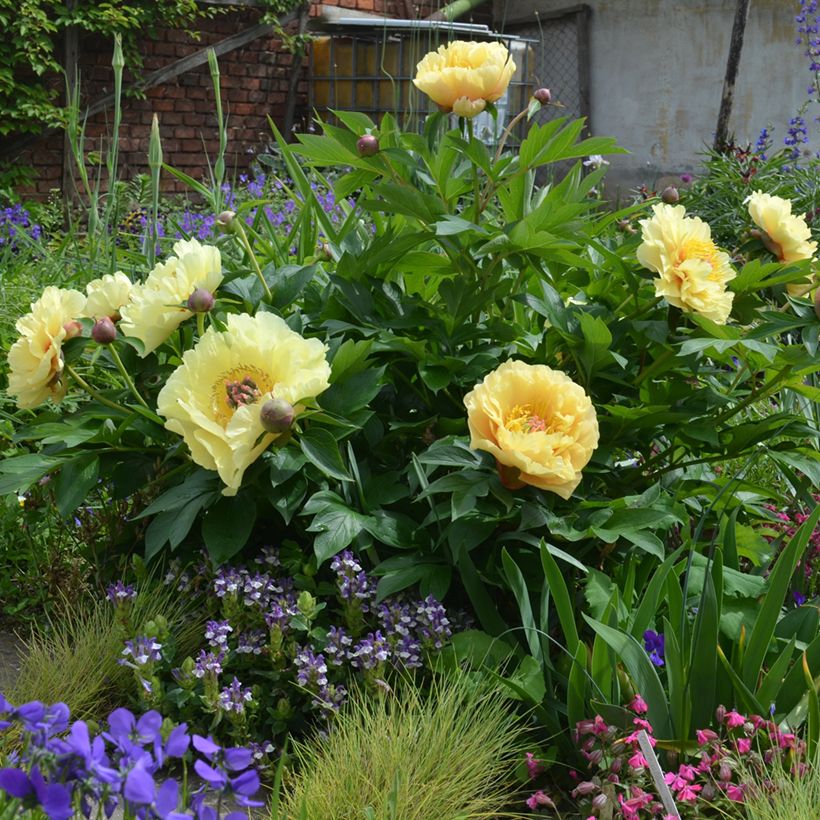 Pivoine Itoh Garden Treasure (Plant habit)