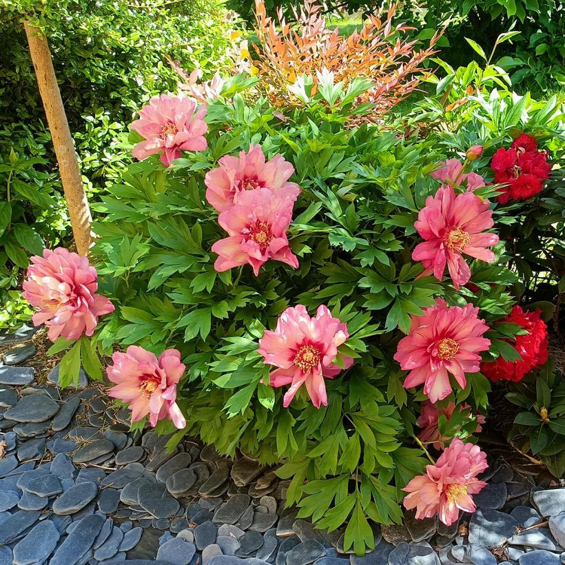 Pivoine Itoh Hillary (Plant habit)