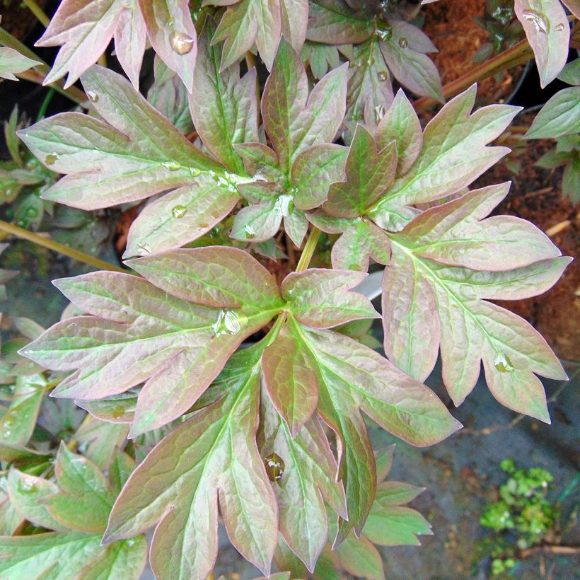 Pivoine Itoh Old Rose Dandy (Foliage)