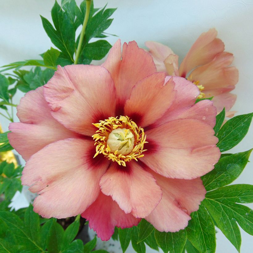 Pivoine Itoh Old Rose Dandy (Flowering)
