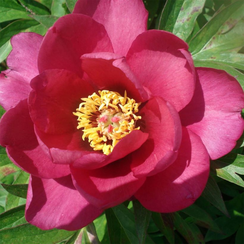 Pivoine Itoh Pink Ardour - Paeonia (Flowering)