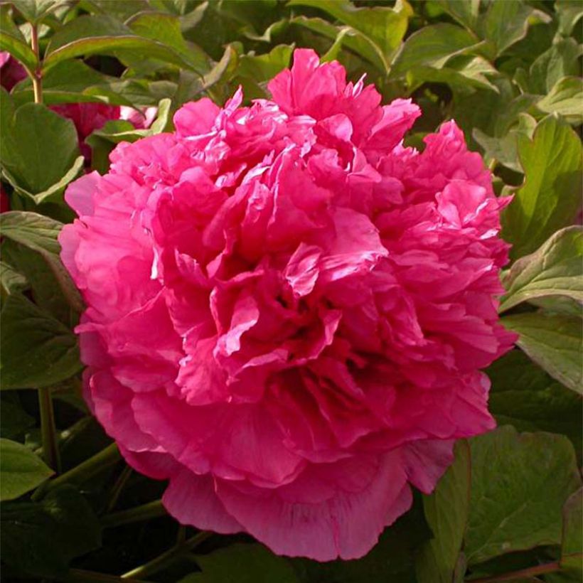 Pivoine arbustive 08 Juan Ye Hong - Paeonia suffruticosa (Flowering)