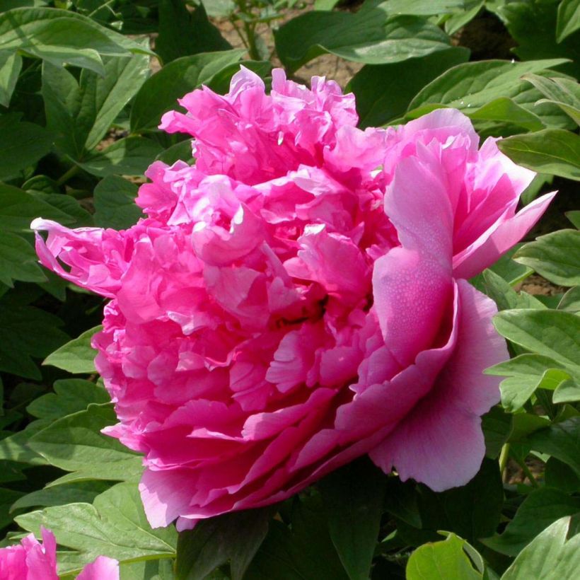 Pivoine arbustive 09 Lu He Hong - Paeonia (x) suffruticosa (Flowering)