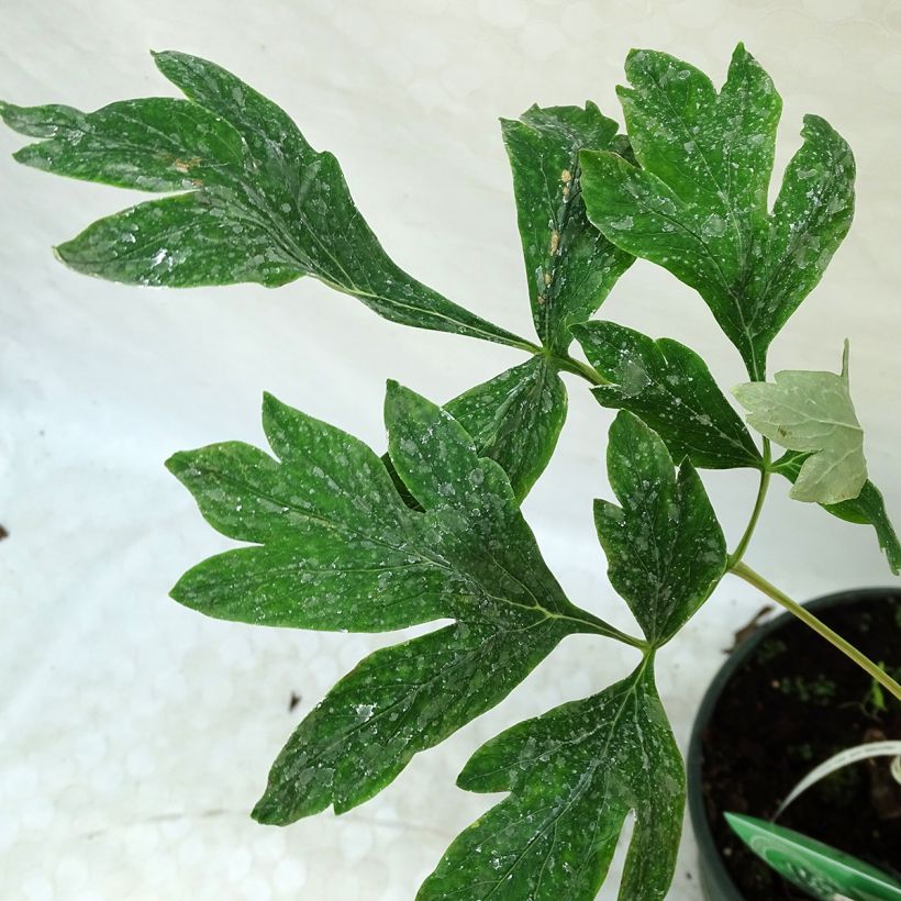 Pivoine arbustive Alice Harding - Paeonia (x) lutea (Foliage)