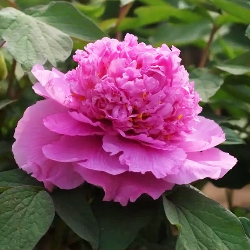 Pivoine arbustive Cai Hui - Paeonia suffruticosa (Flowering)