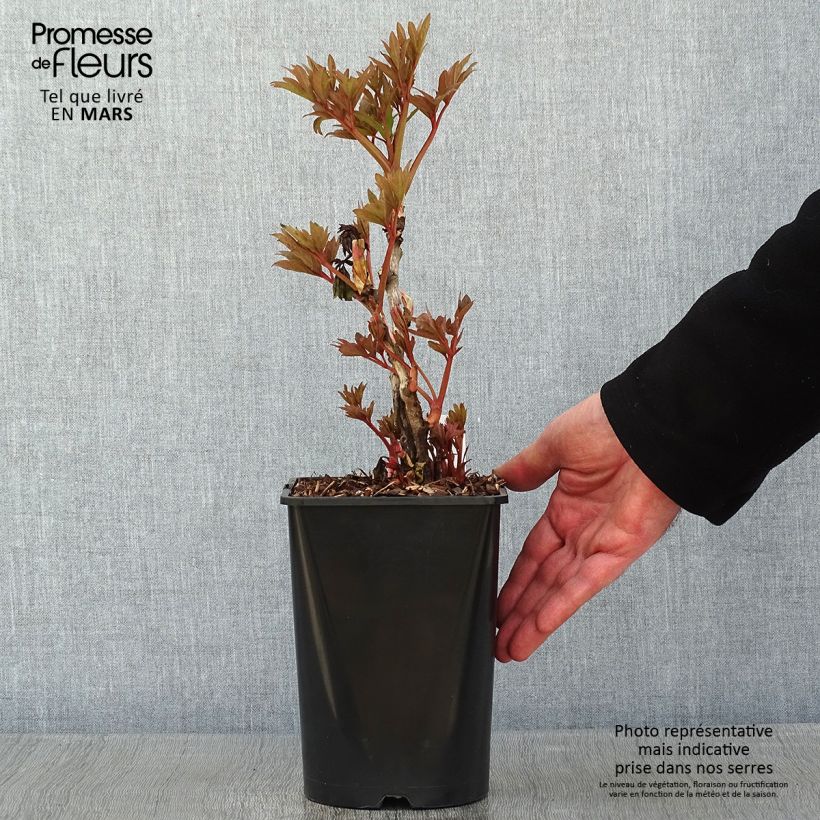 Example of Pivoine arbustive Fen He Piao Jiang - Paeonia suffruticosa Pot de 2L/3L as you get in hiver