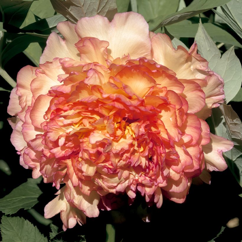 Pivoine arbustive Jin Ge - Paeonia suffruticosa (Flowering)