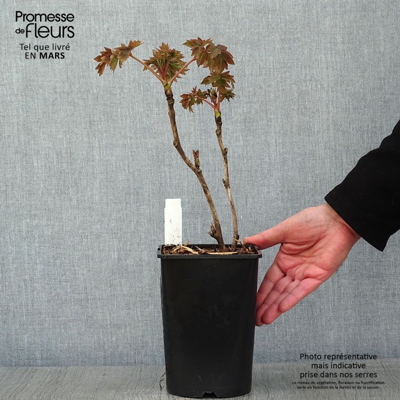 Example of Pivoine arbustive Luo Yang Hong - Paeonia suffruticosa Pot de 2L/3L as you get in hiver
