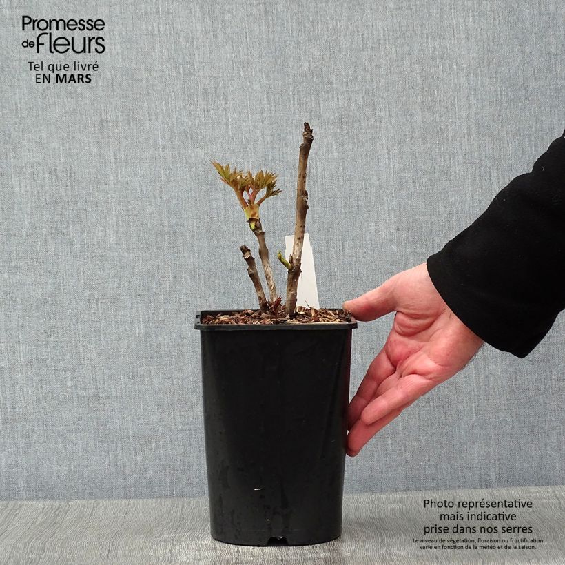 Example of Pivoine arbustive Rou Fu Rong - Paeonia suffruticosa Pot de 2L/3L as you get in hiver