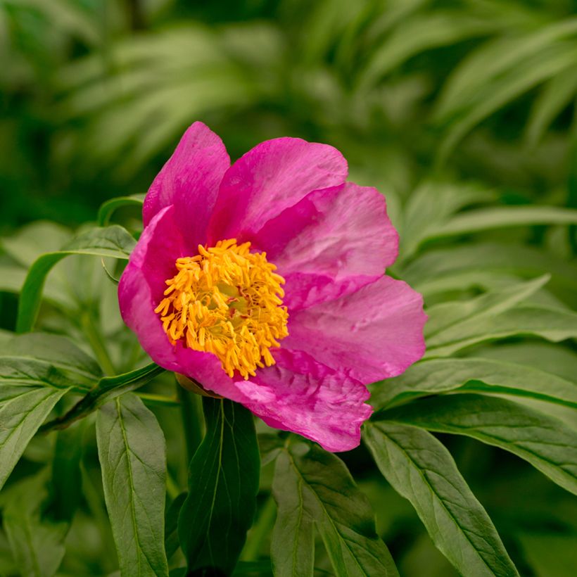 Pivoine botanique - Paeonia anomala (Flowering)