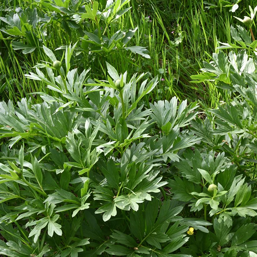 Pivoine botanique - Paeonia peregrina (Foliage)