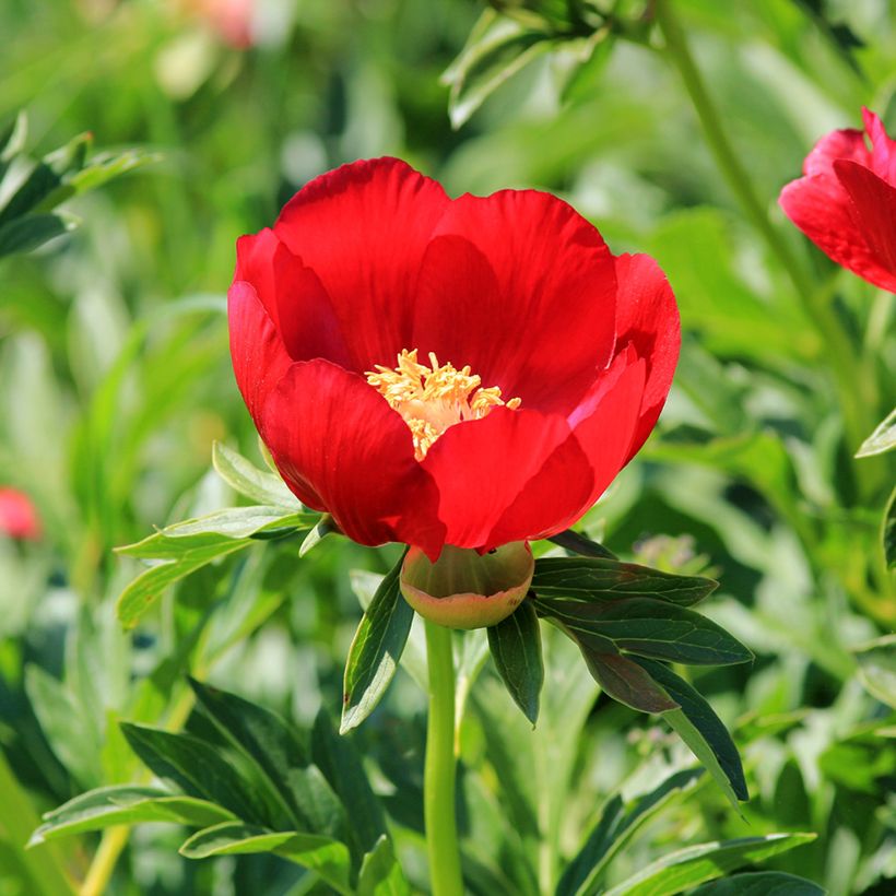 Pivoine botanique - Paeonia peregrina (Flowering)