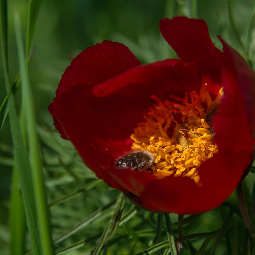 Pivoine botanique - Paeonia tenuifolia (Flowering)