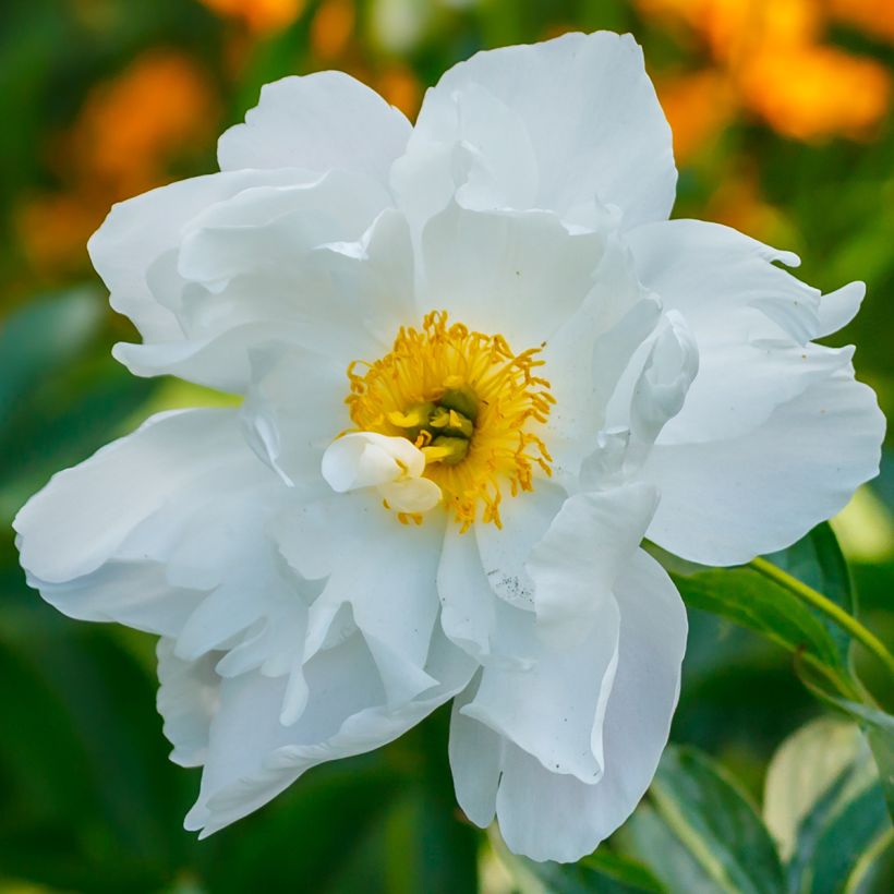 Pivoine emodi Late Windflower - Pivoine botanique (Flowering)