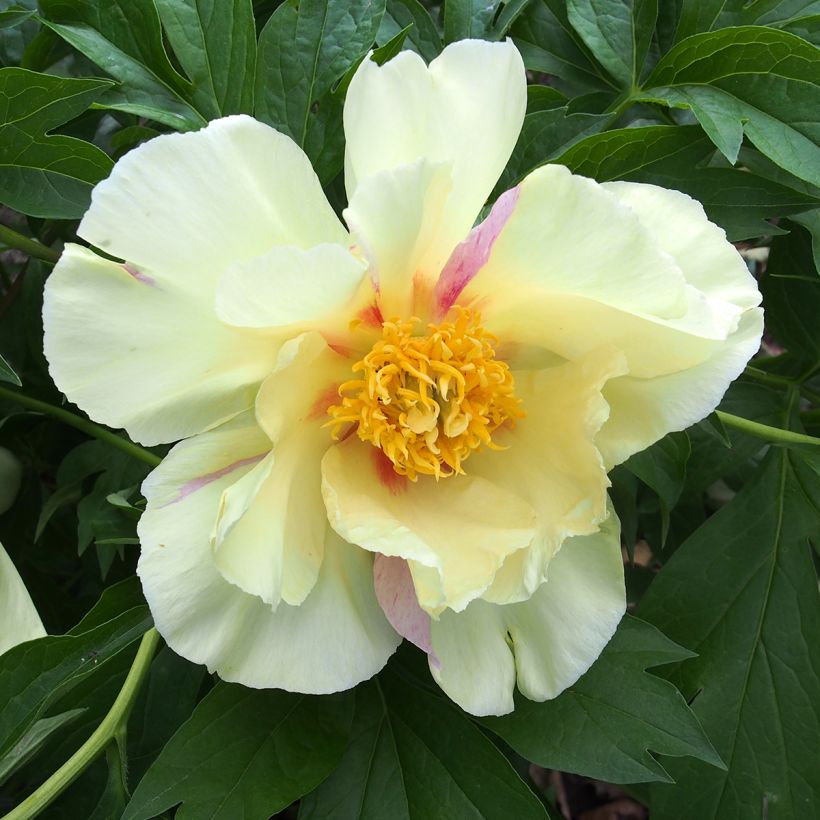 Pivoine itoh Viking Full Moon  (Flowering)