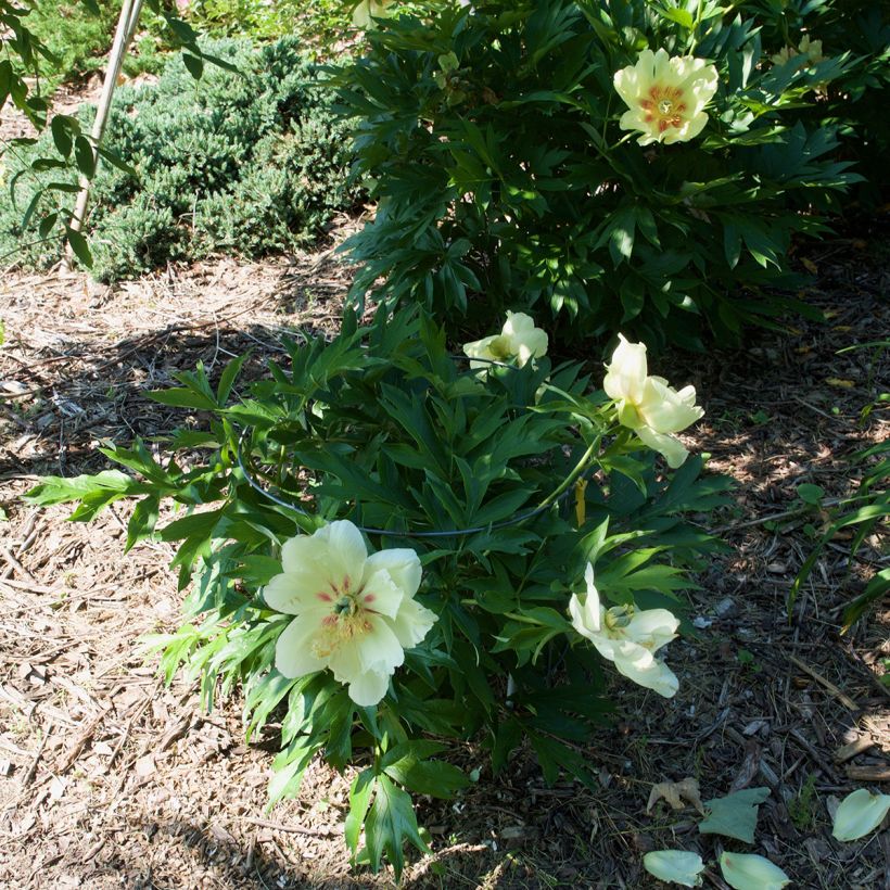 Pivoine itoh Viking Full Moon  (Plant habit)