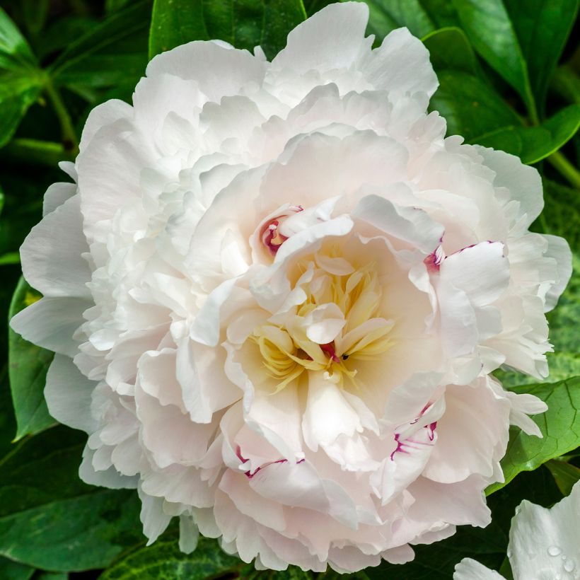 Pivoine lactiflora Boule de Neige (Flowering)
