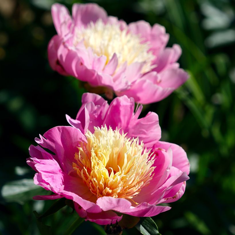 Pivoine lactiflora Bowl of Beauty (Flowering)
