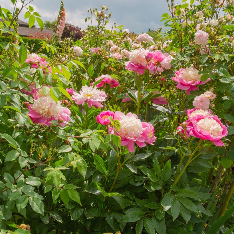 Pivoine lactiflora Bowl of Beauty (Plant habit)