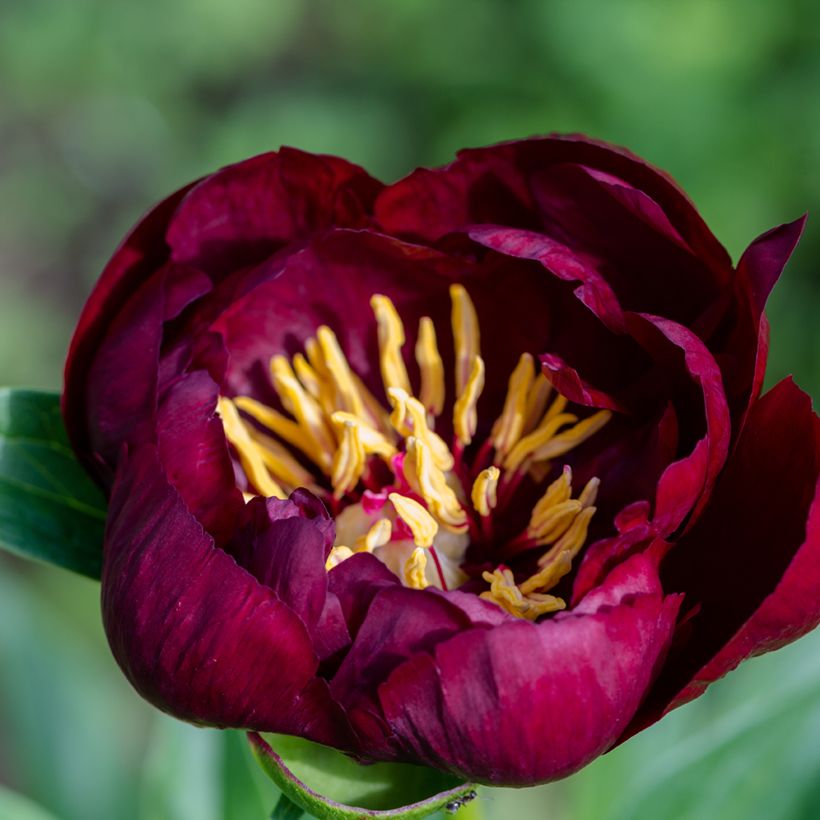 Pivoine lactiflora Buckeye Belle (Flowering)