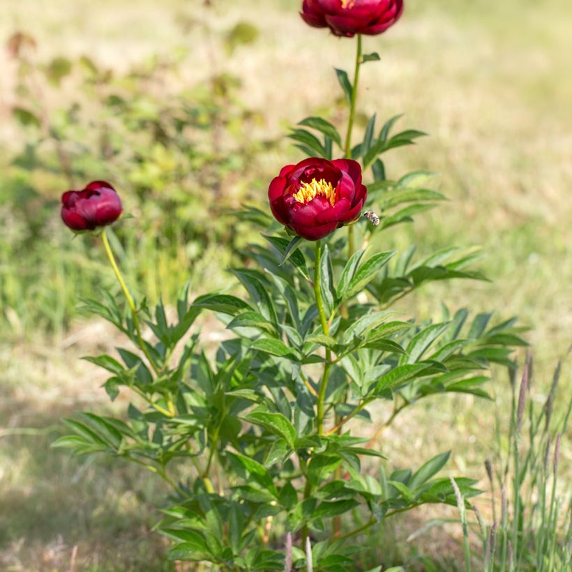 Pivoine lactiflora Buckeye Belle (Plant habit)