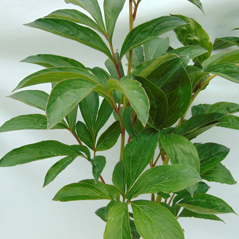 Pivoine lactiflora Cheddar Cheese (Foliage)