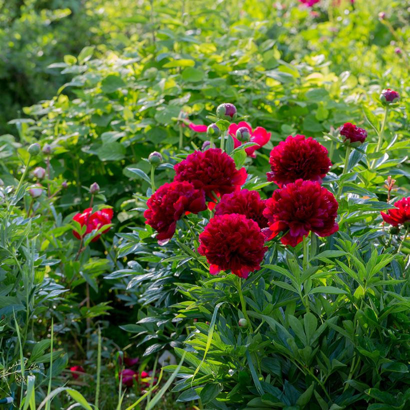 Pivoine lactiflora Command Performance  (Plant habit)