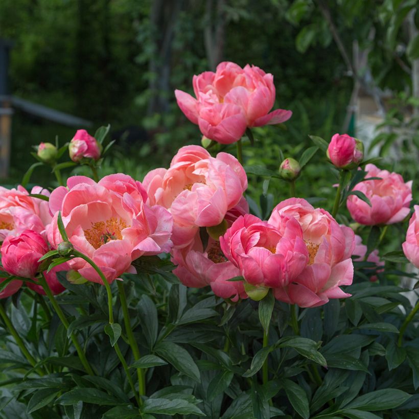 Pivoine lactiflora Coral Charm (Plant habit)