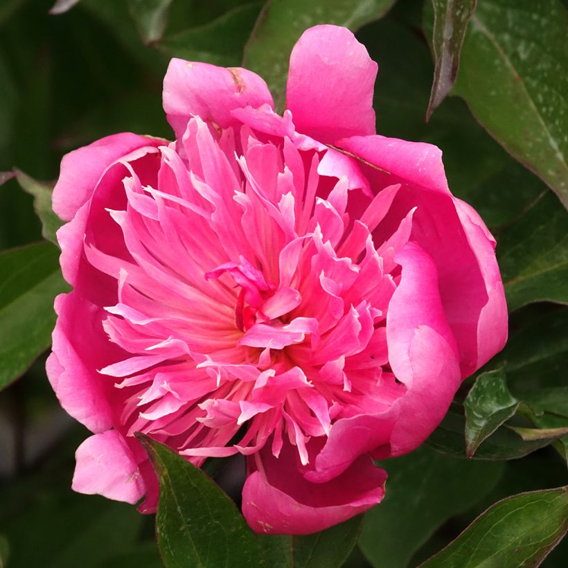 Pivoine lactiflora Edulis Superba (Flowering)