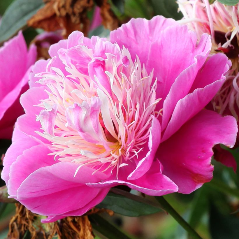Pivoine lactiflora Fantastic (Flowering)