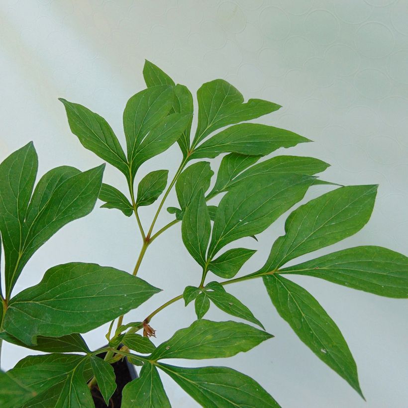 Pivoine lactiflora Festiva Maxima (Foliage)
