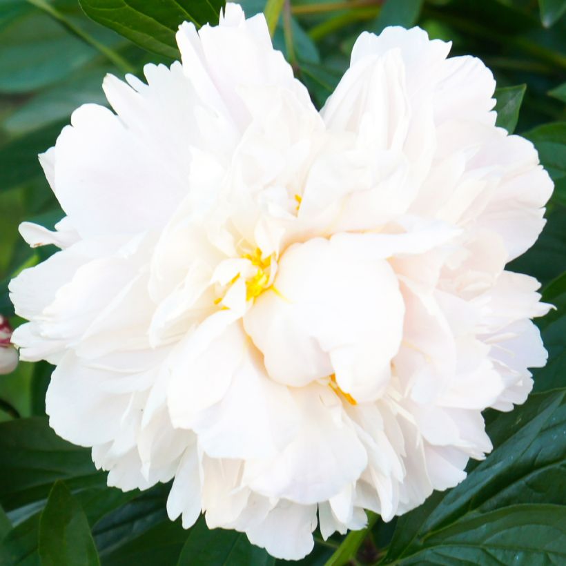 Pivoine lactiflora Gardenia (Flowering)