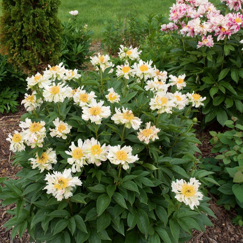 Pivoine lactiflora Green Lotus (Plant habit)