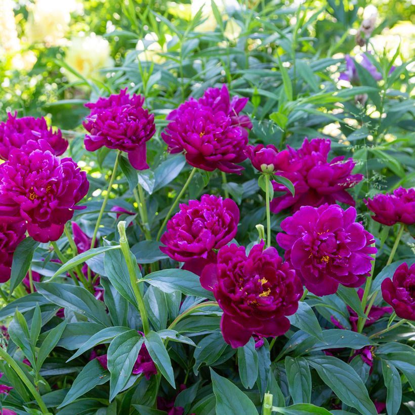 Pivoine lactiflora Peter Brand (Plant habit)
