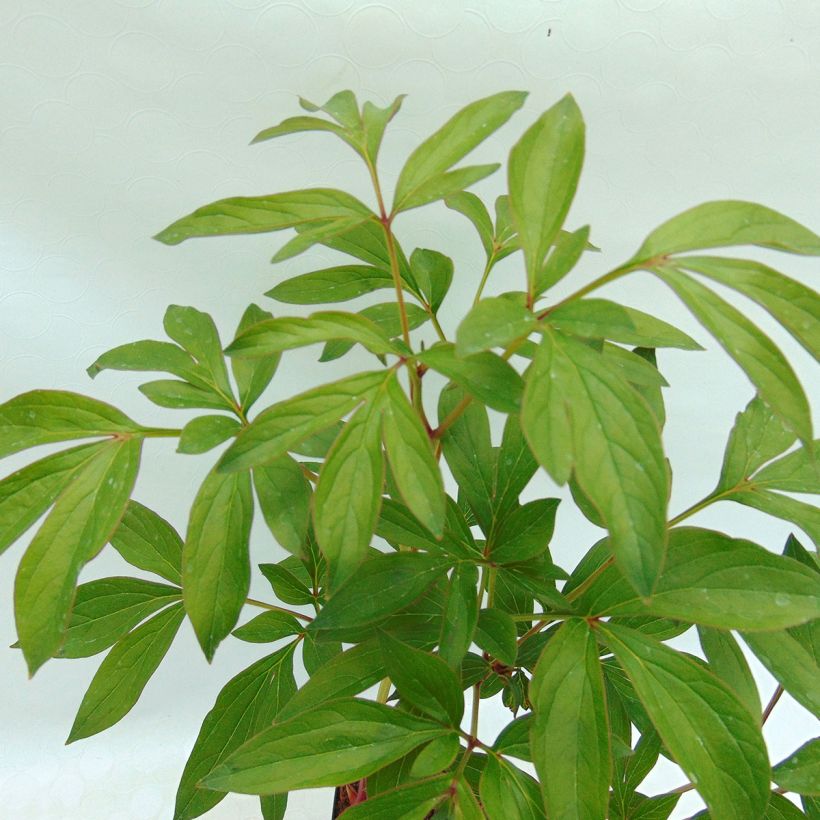 Pivoine lactiflora Sarah Bernhardt (Foliage)
