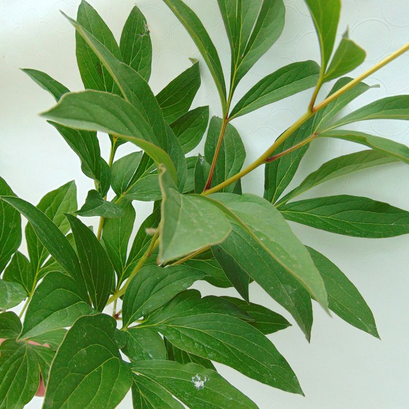 Pivoine lactiflora Sorbet (Foliage)