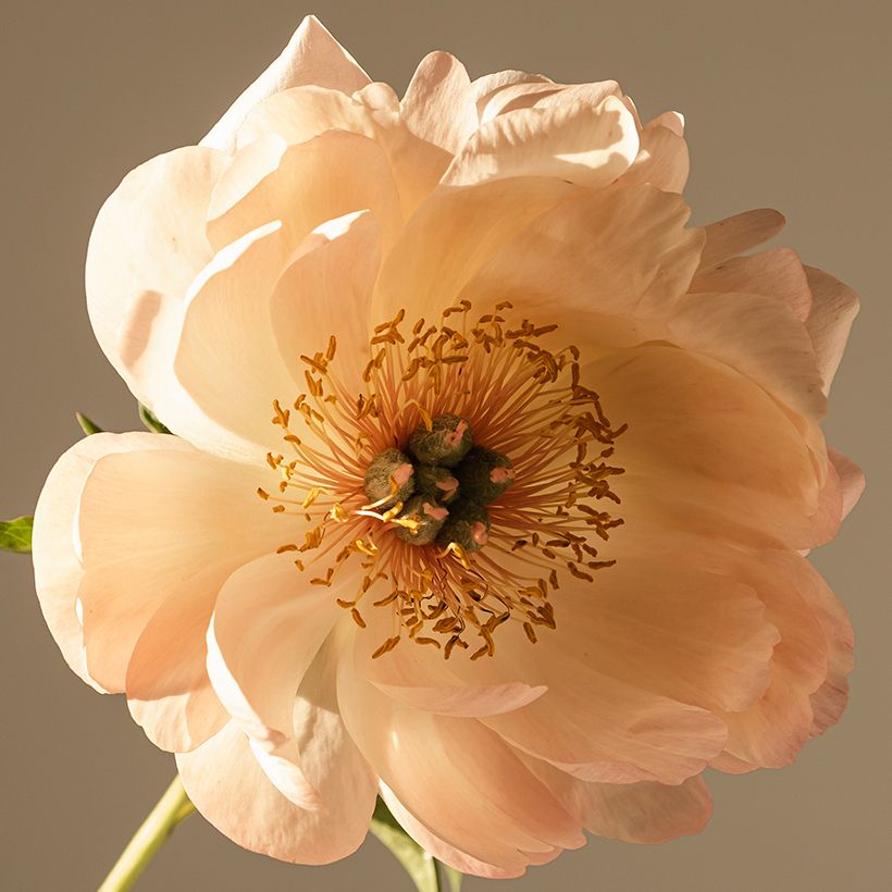 Pivoine lactiflora King's Day (Flowering)