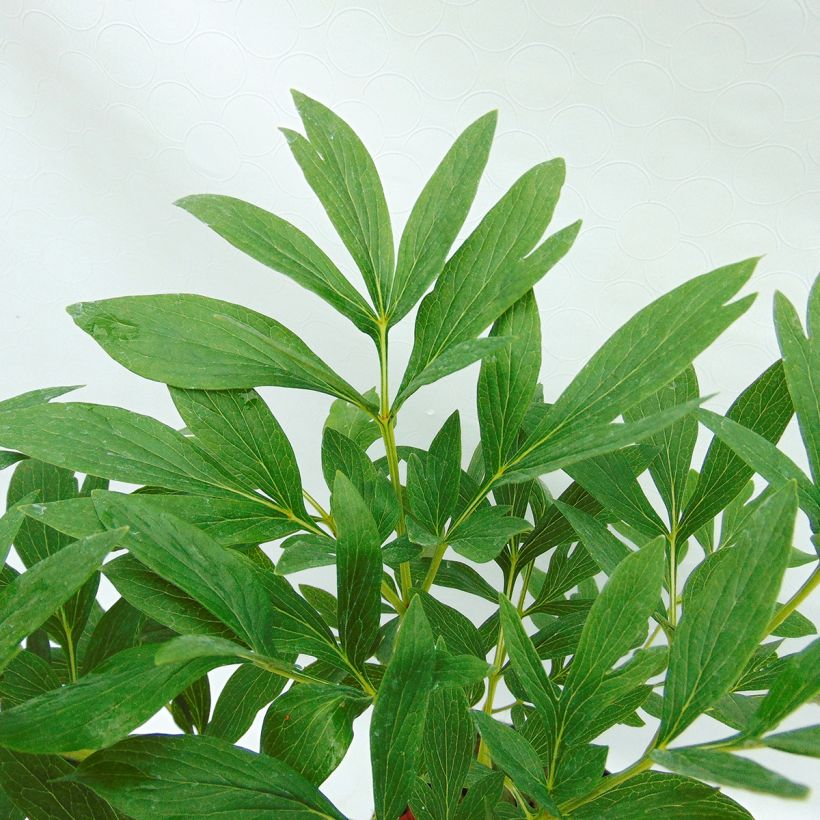 Pivoine officinale Rosea Plena (Foliage)